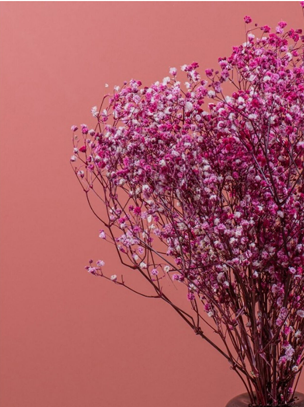 Lila  Şoklanmış Renkli Cipso