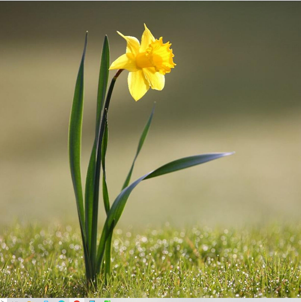 NERGİS SABUN VE KOKULU TAŞ ESANSI 50 ML