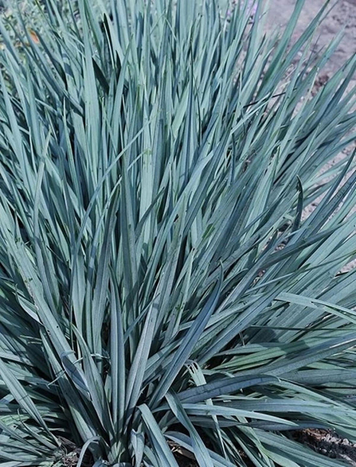 Leymus Arenarius Blue Kum Ve Deniz Otu Fidanı 1-2 Yaş arası