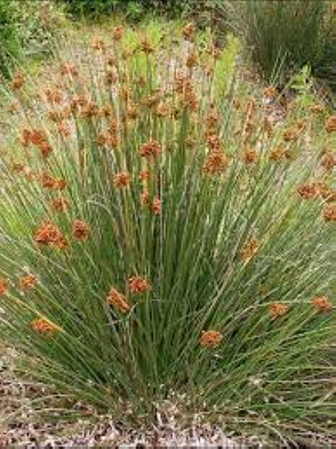 Juncus Acutus Keskin Uçlu Saz Fidanı 1-2 Yaş arası saksılı