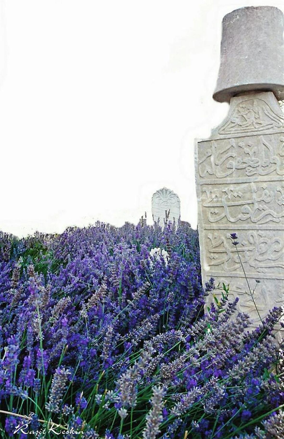 Kabristan İçin Lavanta Fidanı 15-25 Cm 1 Adet 