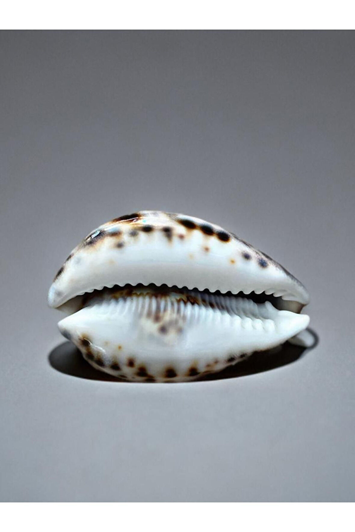 Dekoratif Üzerinde Kalkan Yazılı Ve Işlemeli Gerçek Deniz Kabuğu. 7cm. Krem