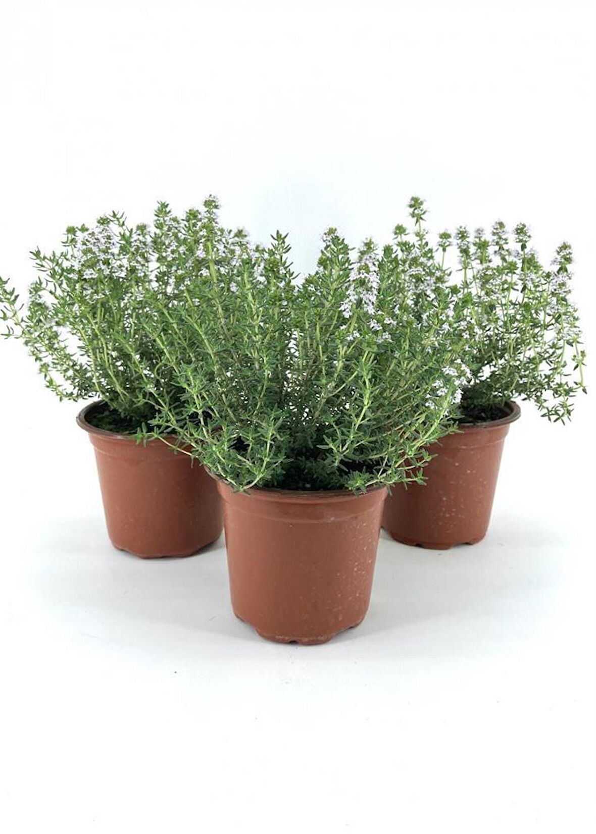 Saksılı Kekik Fidanı 10-20 Cm 3 Adet Potted Thyme Sapling