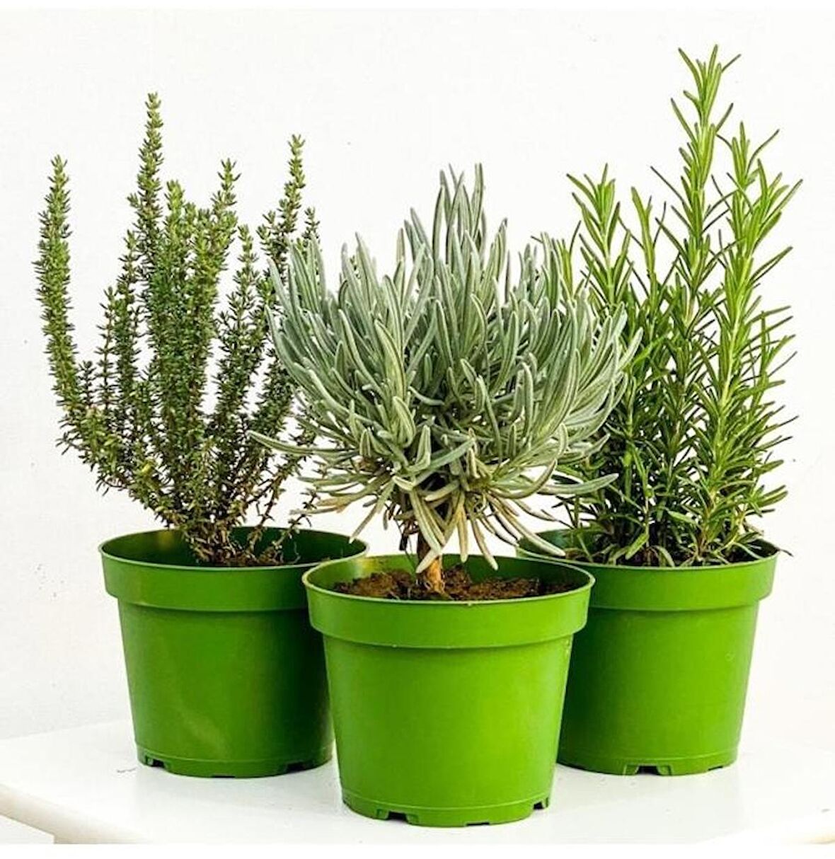 Aromatik Bitki Seti Kekik Nane Itır 3 Lü Set 10-20 Cm
