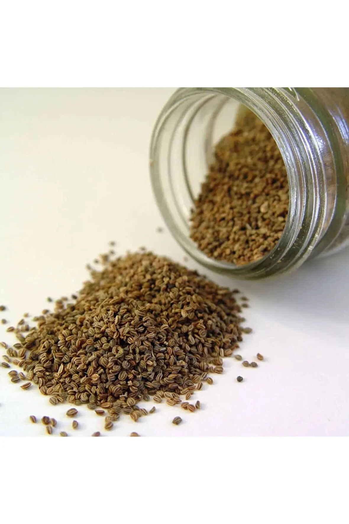Kereviz Tohumu Tane 1 Kg