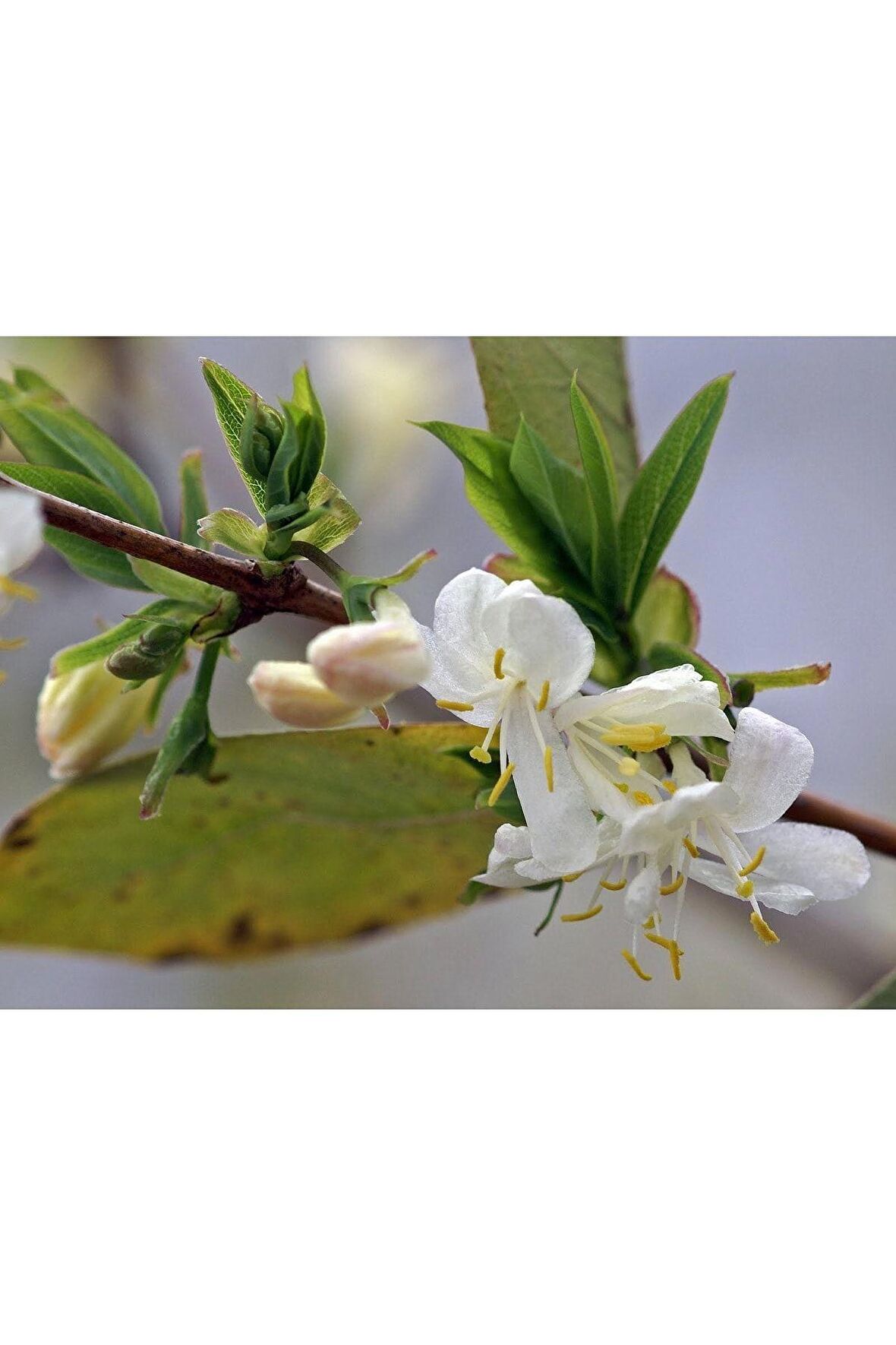 Kış Hanımeli Fidan Lonicera Fragrantissima ( Limon Kokulu )