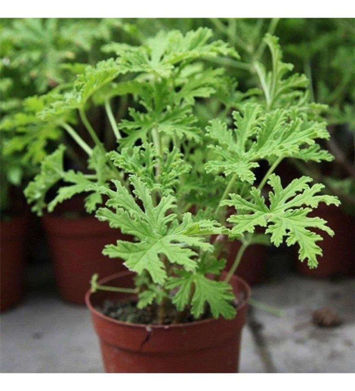 Gül Kokulu Pembe Sardunya Itır 15-25 Cm Pelargonium Graveolens