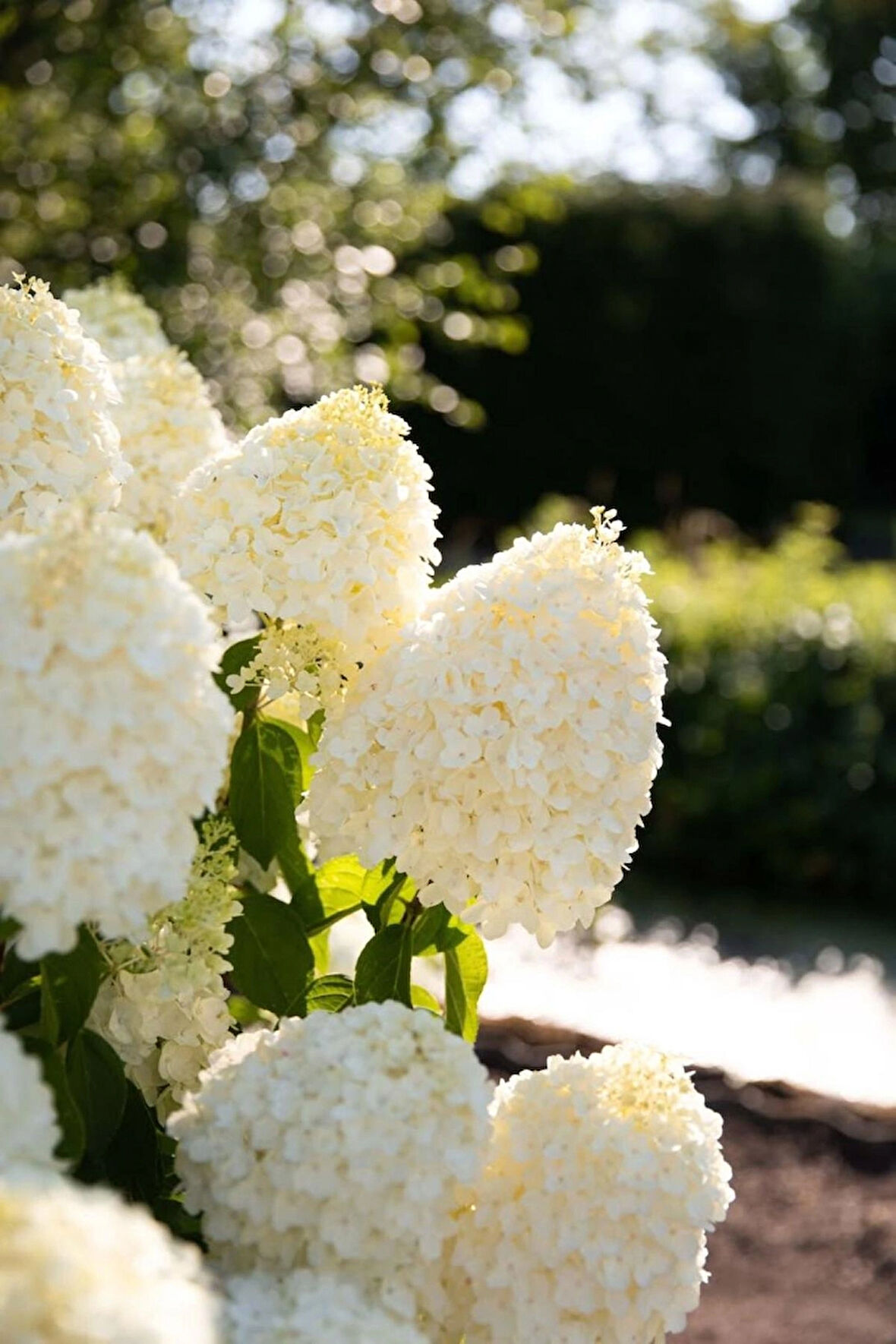 Beyaz Çiçekli Paniculata Ortanca Fidanı 1-2 yaş arası saksılı