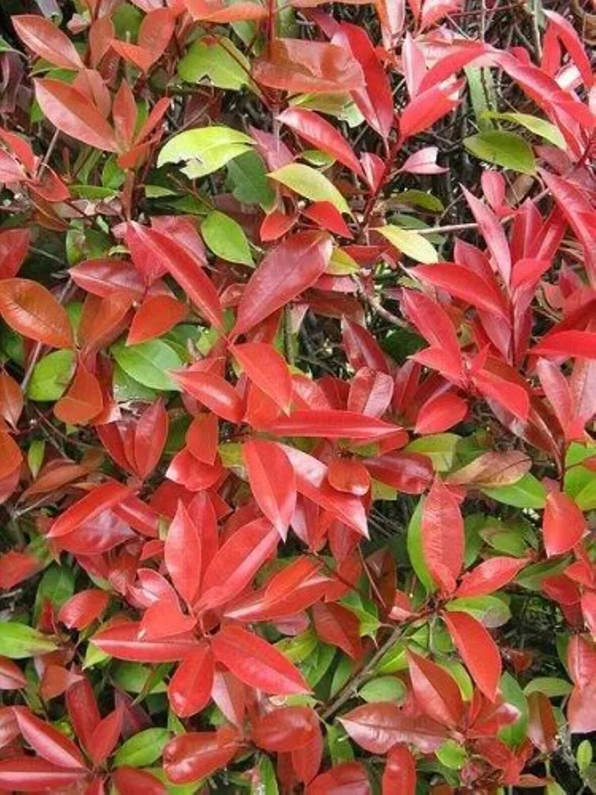 Alev Ağacı Fidanı Seti (Photinia fraseri) - 5 Adet, Gösterişli Kırmızı Yapraklı Çalı 2 yaş saksılı