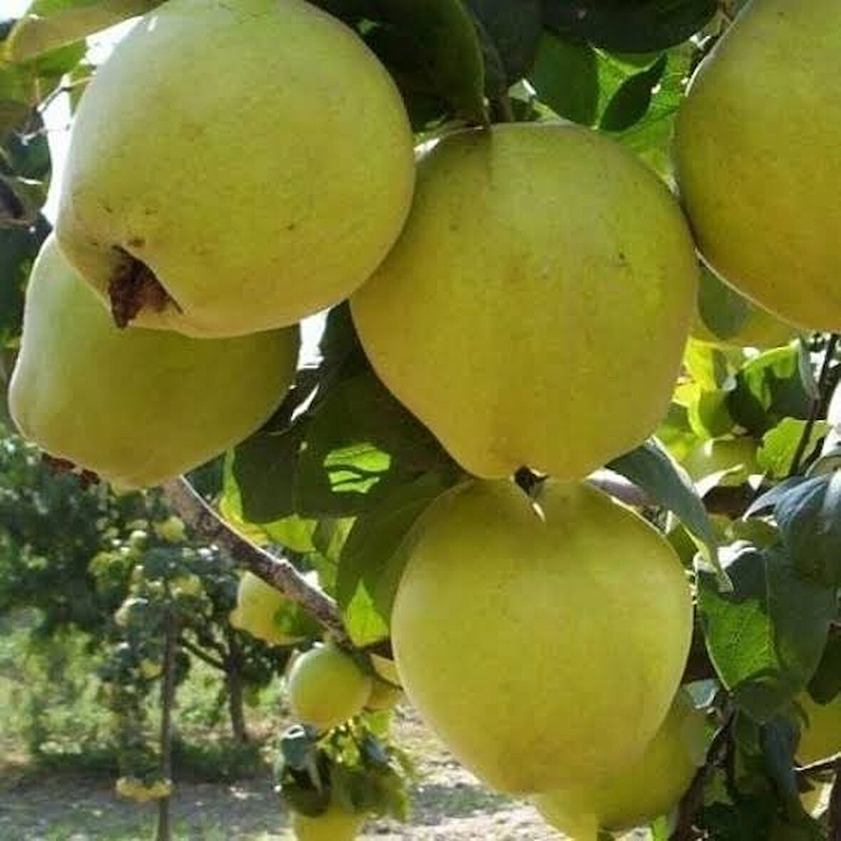 7 Yaş Aşılı Limon Ayva Fidanı , Saksıda 