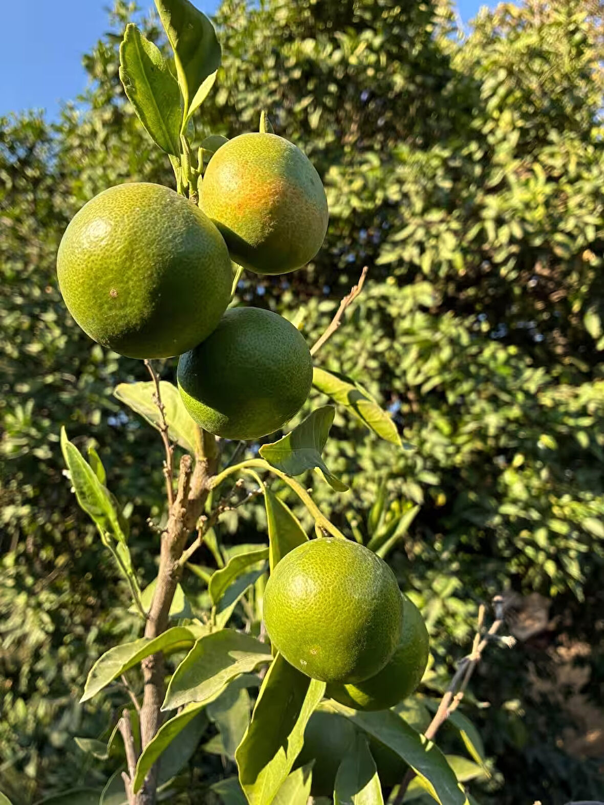 Mandalina(Mandarina) Erkenci
