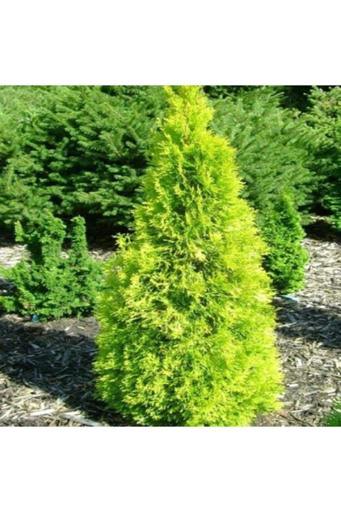 Altuni Mazı Fidanı 25-35 cm 