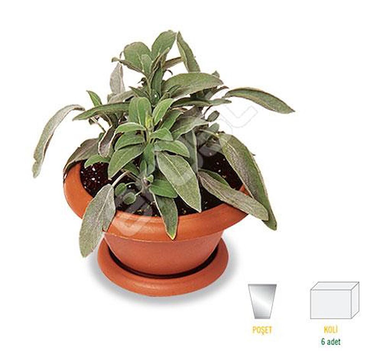 Saksılı Tıbbi Adaçayı Fidanı 10-20 Cm 1 Adet Salvia