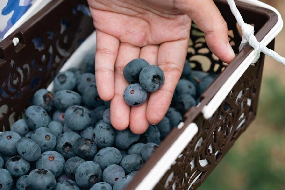 Yaban mersini (100 gr)