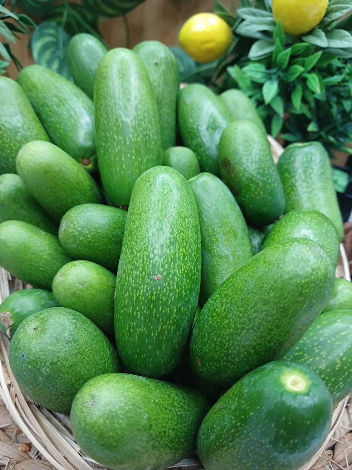 500 gr Bebek Avokado 