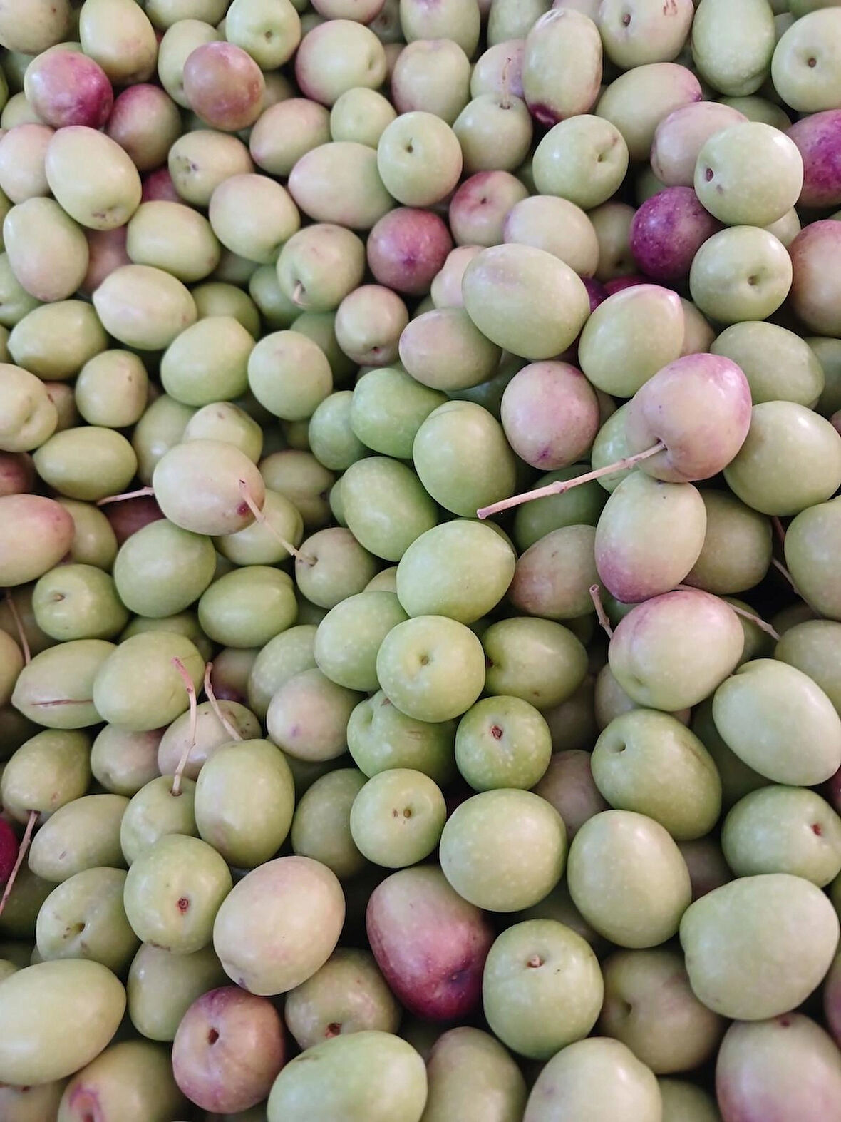 Dalından Yeşil Zetin (kg)