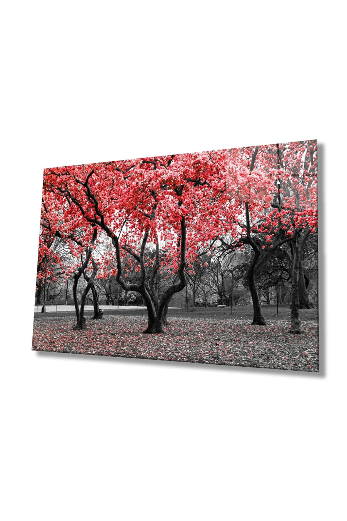  Miyrem Glasses Collection -A1^#  Kırmızı Ağaçlar Doğa Cam TabloCam Tablo