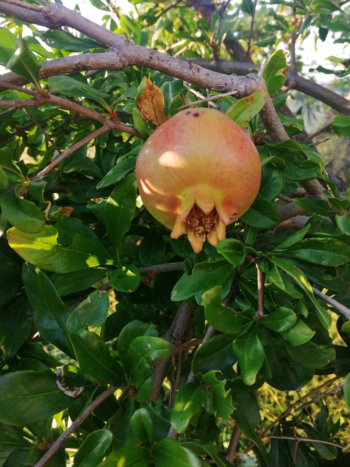 3 yaş tüplü nar fidanı