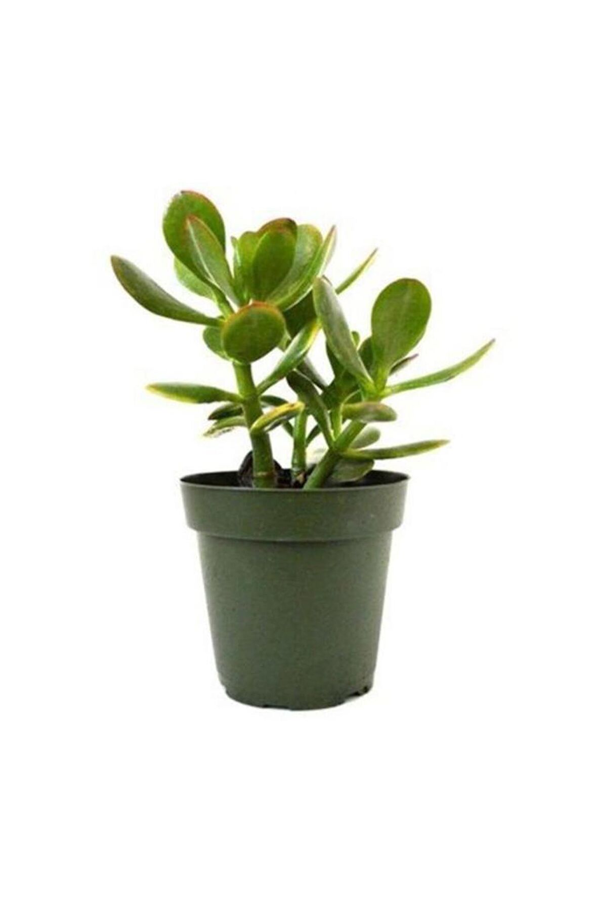 Para Çiçeği 10-20 cm Saksıda Crassula Ovata