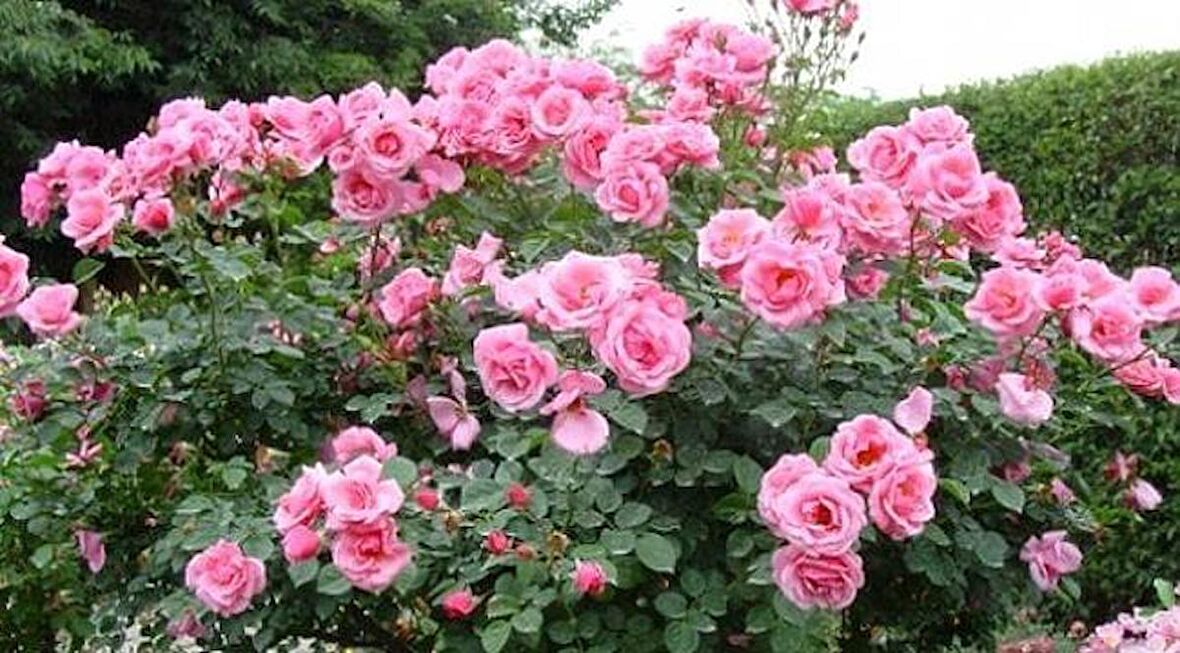 Pembe Yediveren Gül Fidanı Polyanna 1 Adet 15-25 Cm