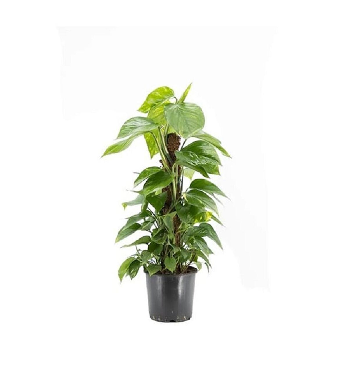 Salon Sarmaşığı 60 cm Patos Sarmaşığı Pothos Sarmaşığı İç Mekan Bitkisi