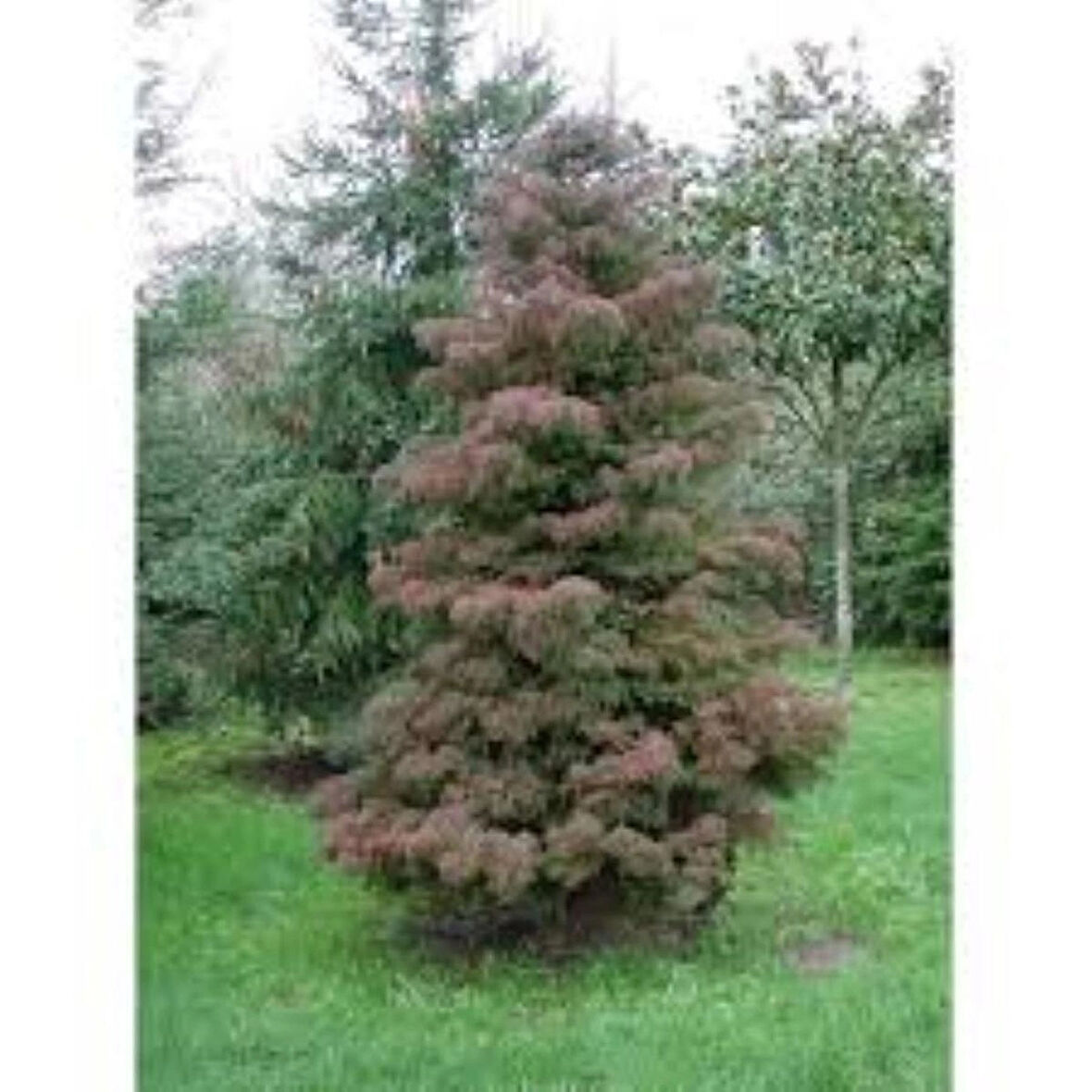 Cryptomeria japonica Elegans Kadife Çam fidanı 40-60 cm arası