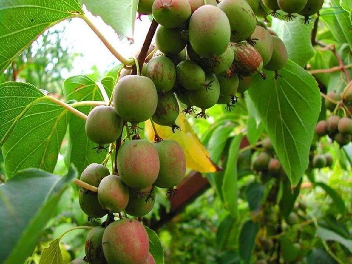 Mini Kivi Fidanı [bahçenize Egzotik Bir Lezzet Şöleni: 2 Yaşında Tüplü[actinidia Arguta Weiki]
