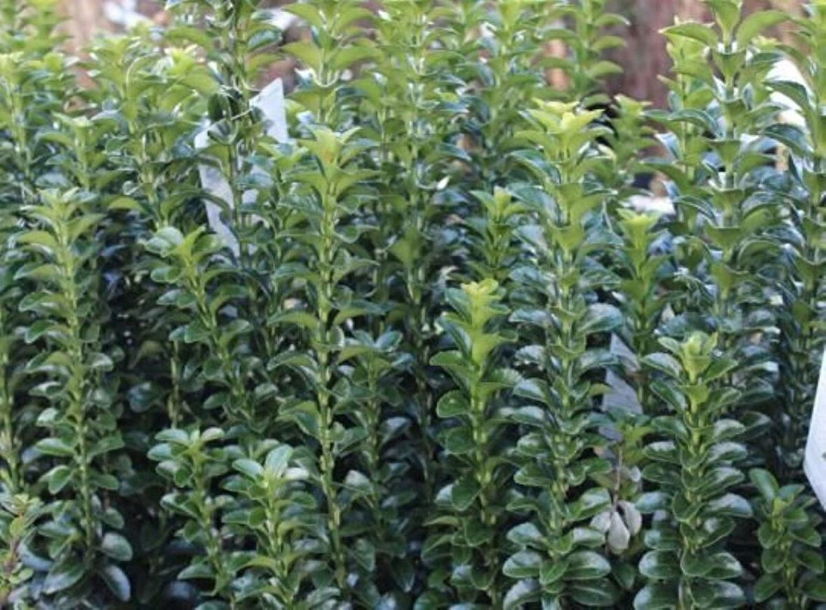 Sütun Taflan Green Rocket 15-20 cm Saksılı: Bahçenize Yeşil Bir Dokunuş 1-2 yaş arası