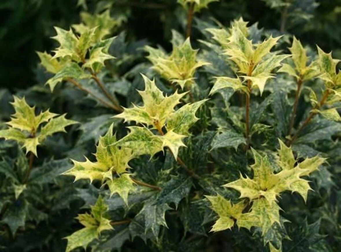 Osmanthus heterophyllus Alacalı Fidan - Aromatik ve Göz Alıcı Çalı 1-2 yaş arası 20-40 cm