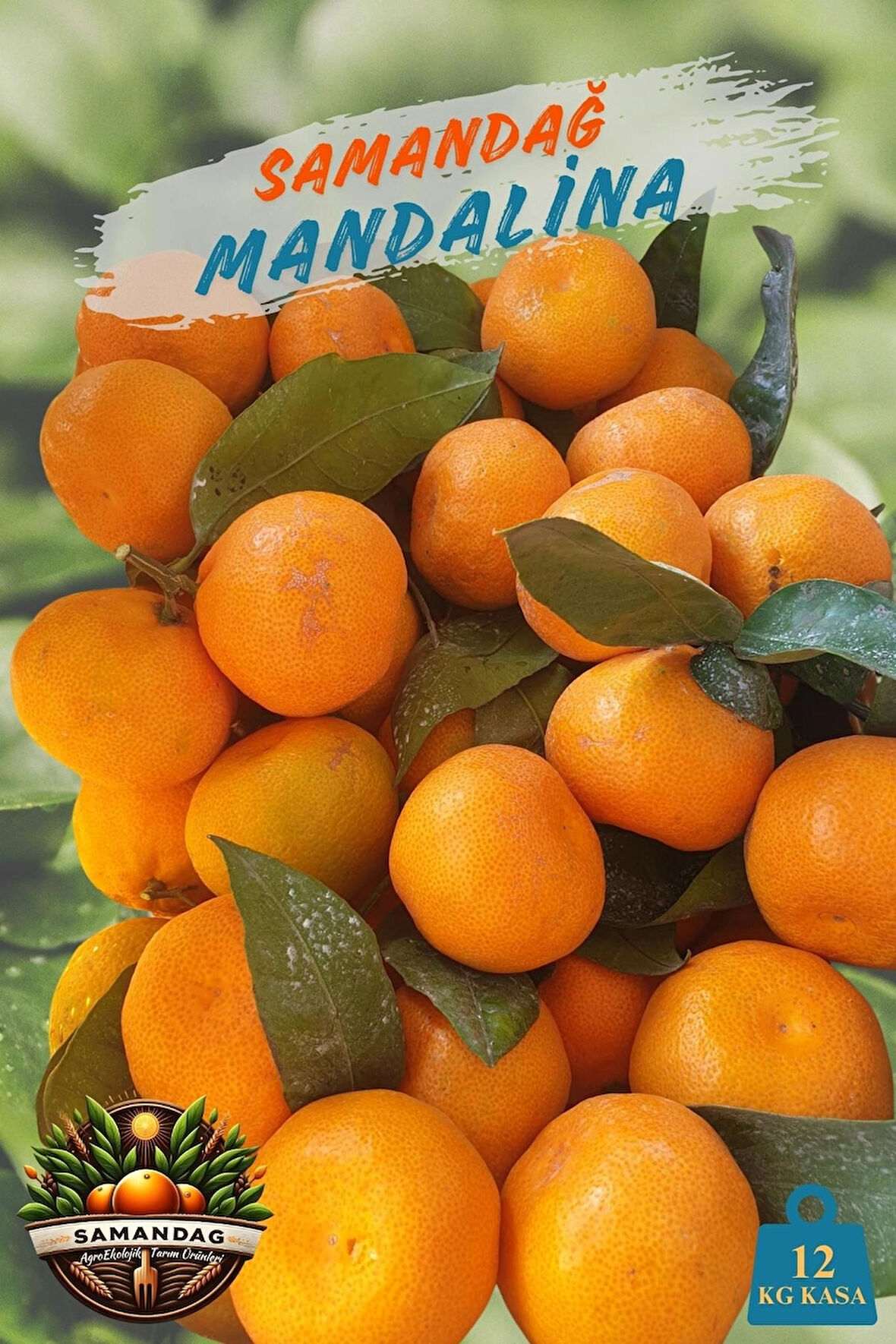 Samandağ Mandalina 12 kg kasa Dalından Taze