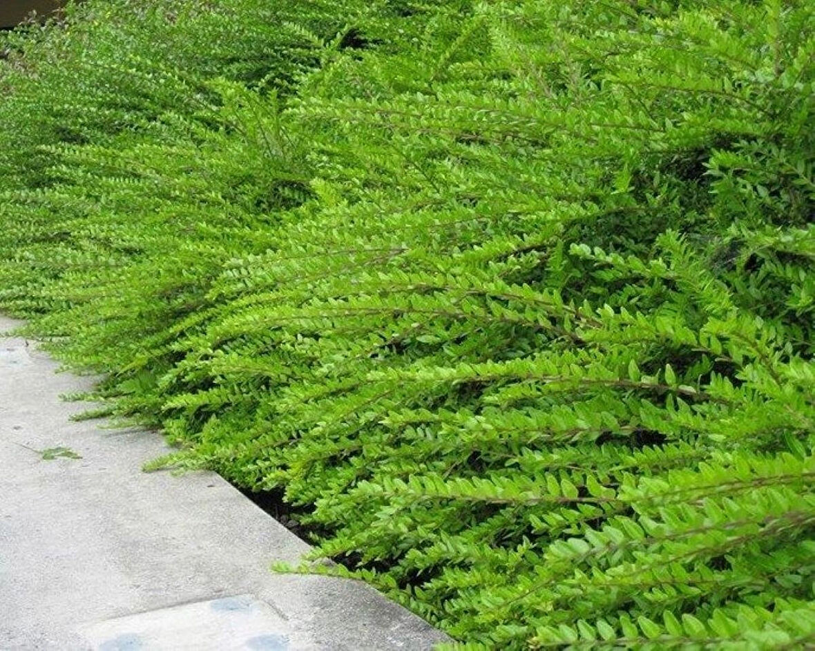 Bodur Hanımeli [lonicera Nitida] Fidanı Bodur Çit Bitkisi 1-2 yaş arası saksılı