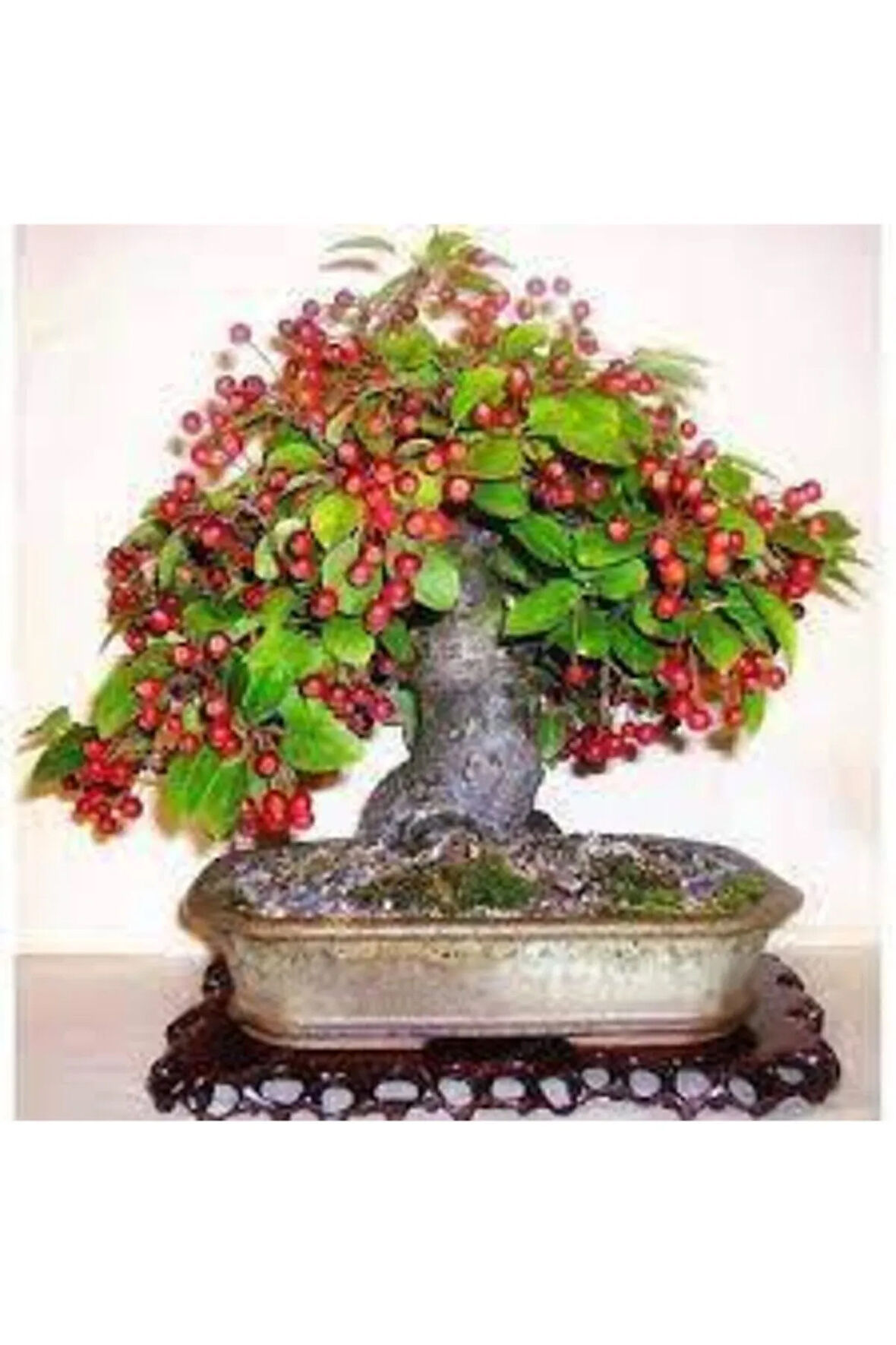 5 Adet Tohum Bodur Napolyon Kiraz Ağacı Tohumu Sürpriz Ağacı Tohumu Toprak Saksılı