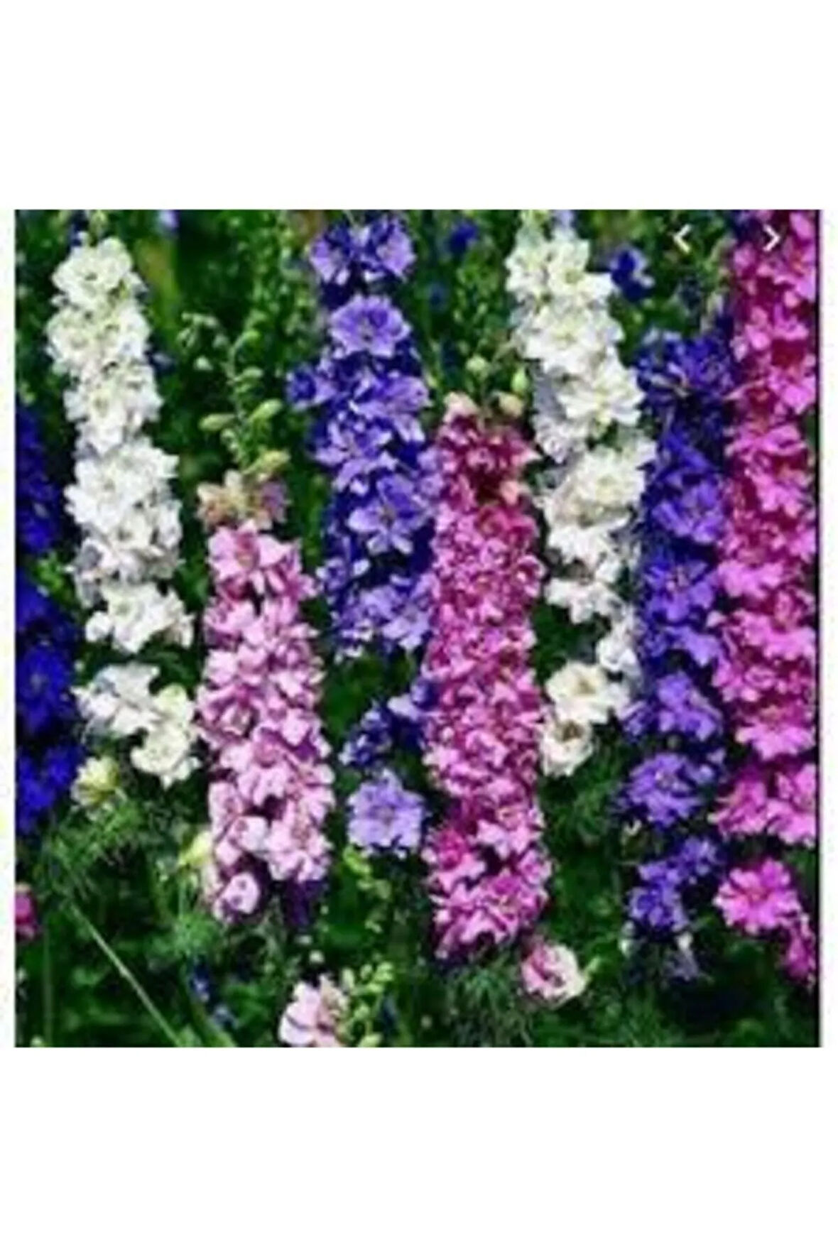 10 Adet Tohum Hezaren Çiçeği Tohumu