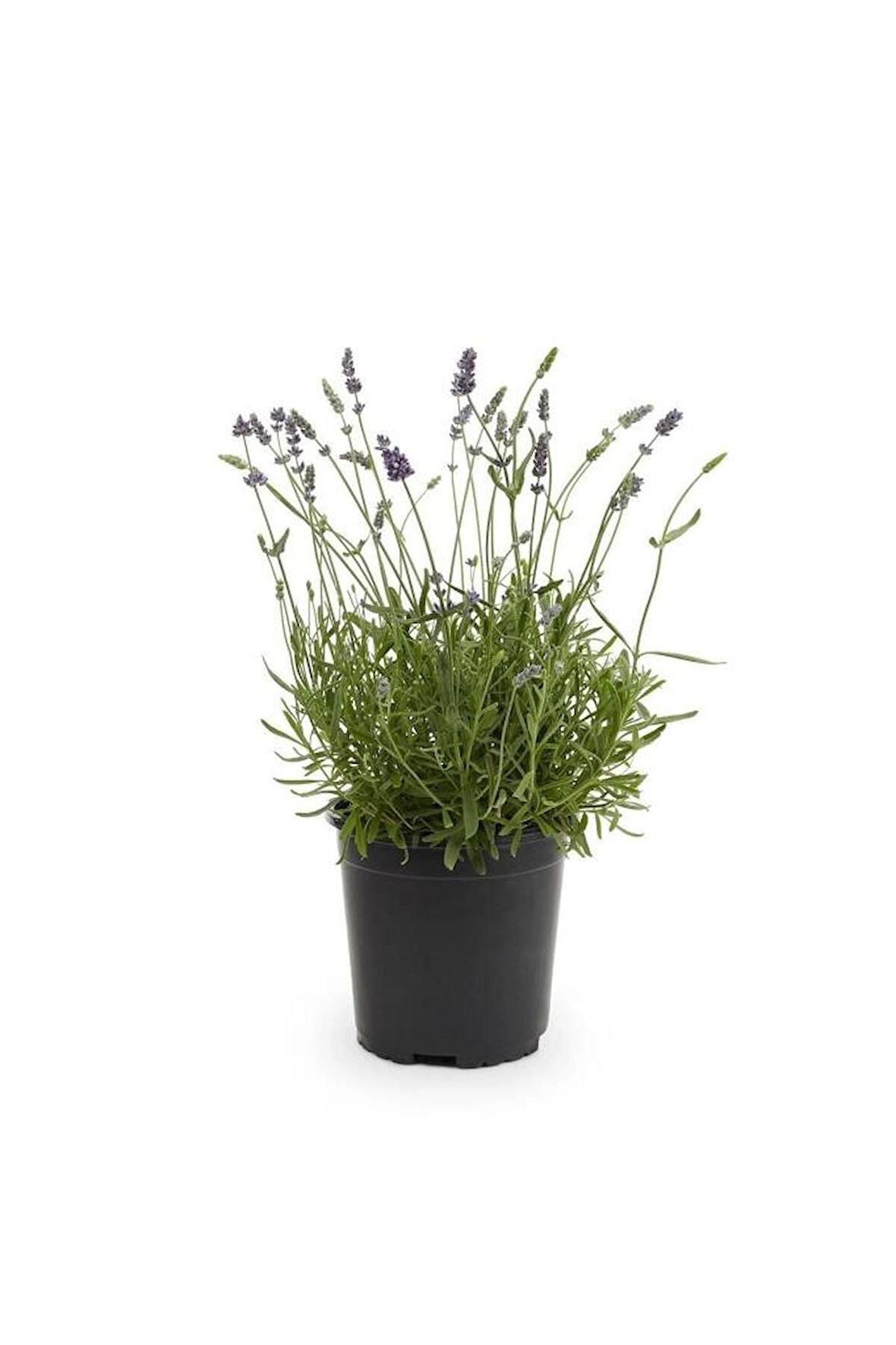 Teras Balkon İçin Lavanta Fidanı 10-20 Cm