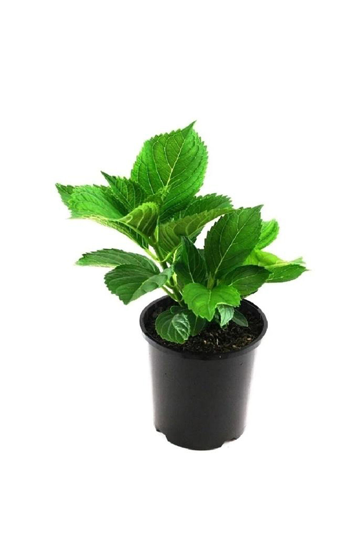 Hydrangea Mocnophylla Ortanca Çiçeği, Ortanca Fidanı 1 Adet