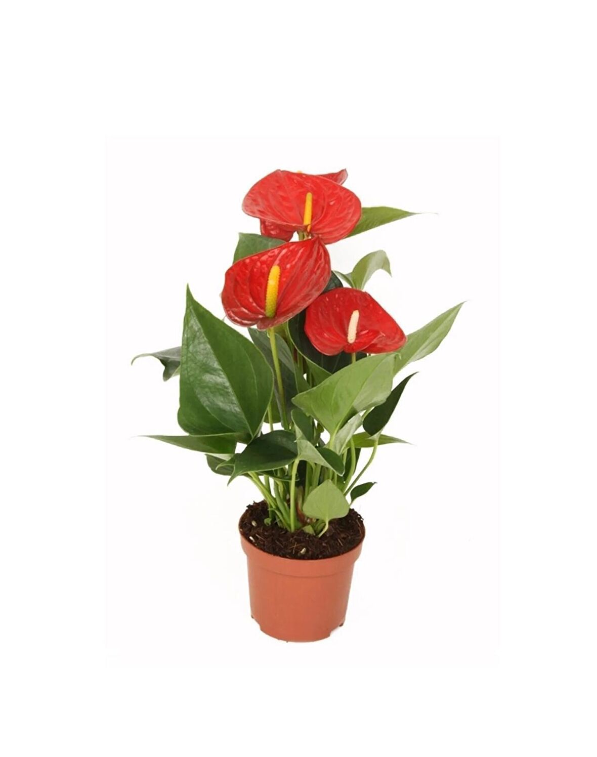 Saksıda Antoryum Çiçeği Anthurium Andreanum