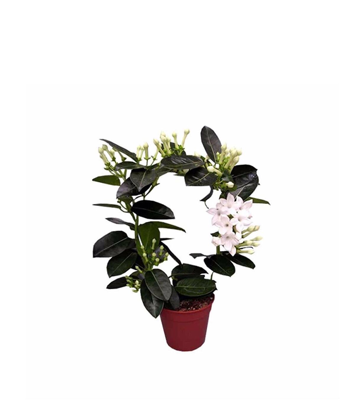 Saksıda Kokulu Madagaskar Yasemini Stephanotis Floribunda