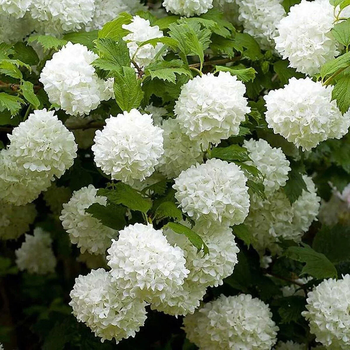 Çınar Kartopu (Viburnum opulus) - Bahçeniz İçin Hoş Kokulu ve Gösterişli Çalı[2 yaş tüplü]