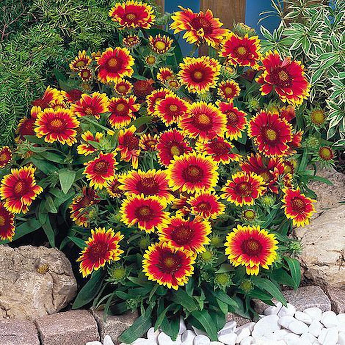 GAYRET ÇİÇEĞİ 10 ADET 'Gaillardia Grandiflora'