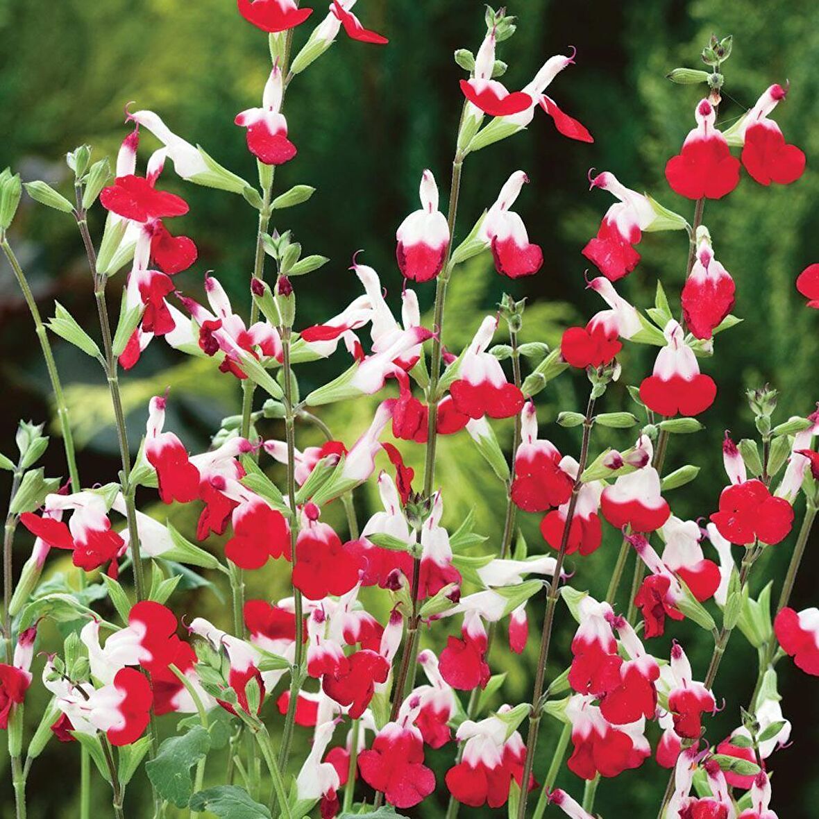 SÜS ADAÇAYI 10 ADET - Salvia Microphylla 'Hot Lips'