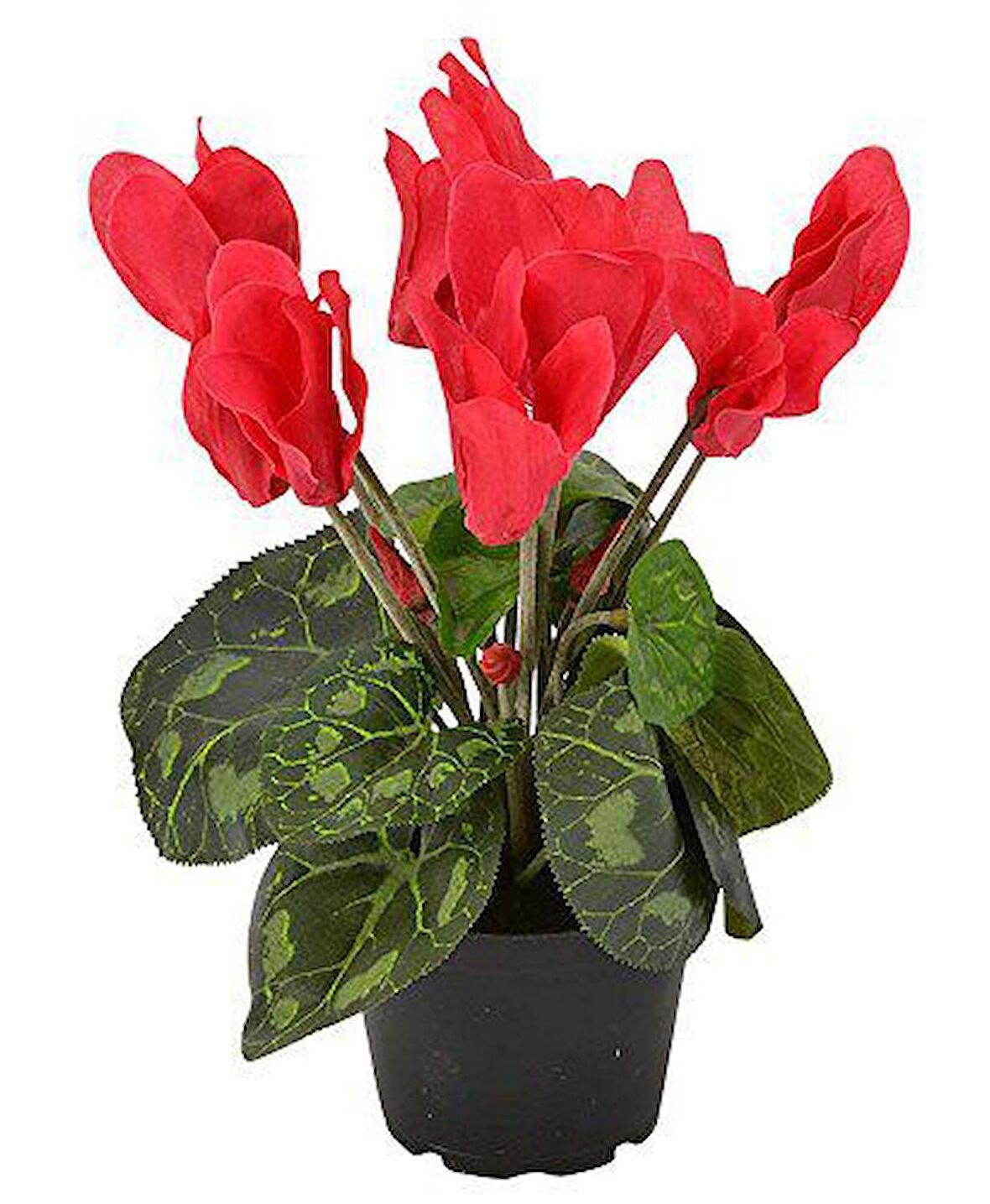 KIRMIZI SİKLAMEN ÇİÇEĞİ 5 ADET