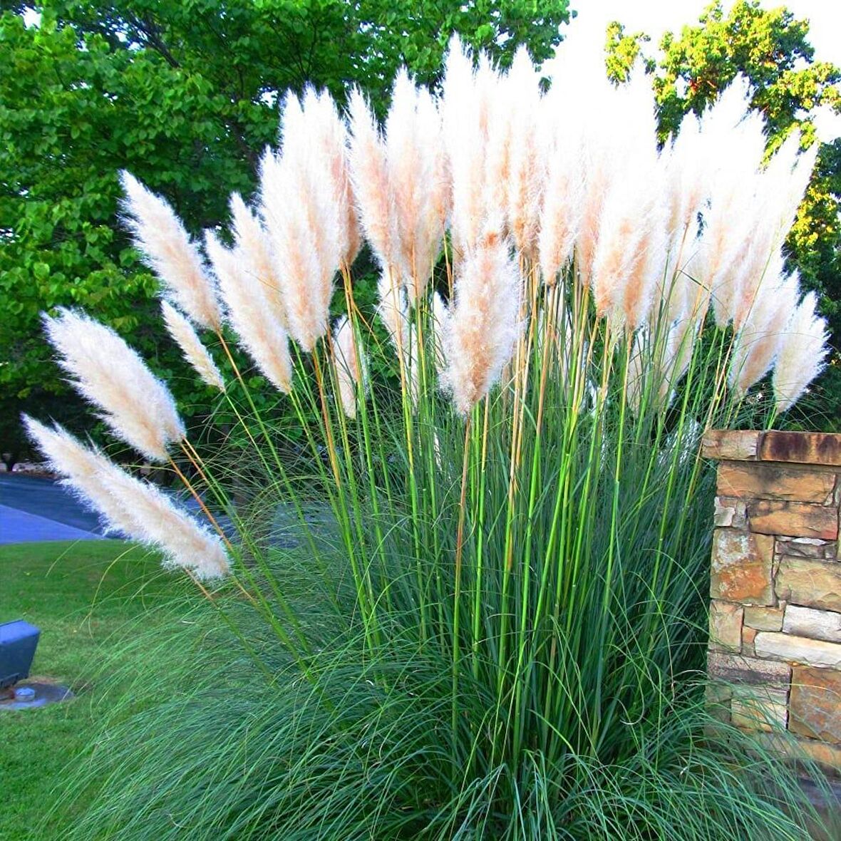 PAMPAS OTU - SAZ PÜSKÜLÜ 5 ADET