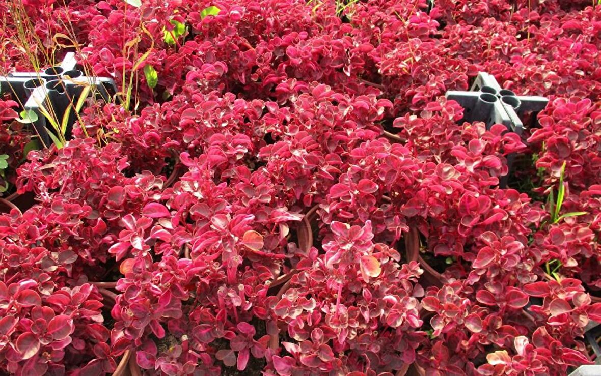 ÇİNGENE ŞALVARI 20 ADET - PEMBE SÜS BİTKİSİ - İresine Herbstii