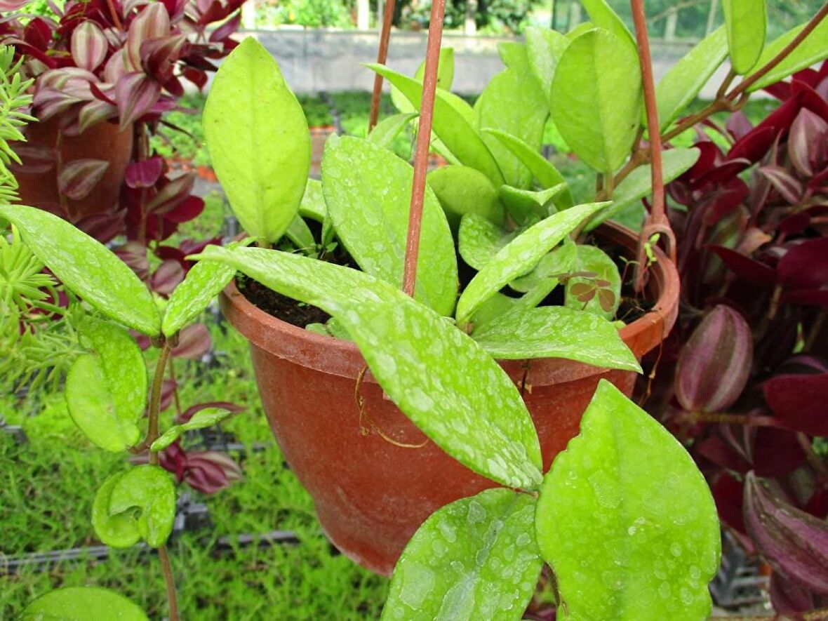 MUM ÇİÇEĞİ ASKILI SAKSIDA - Hoya Carnosa