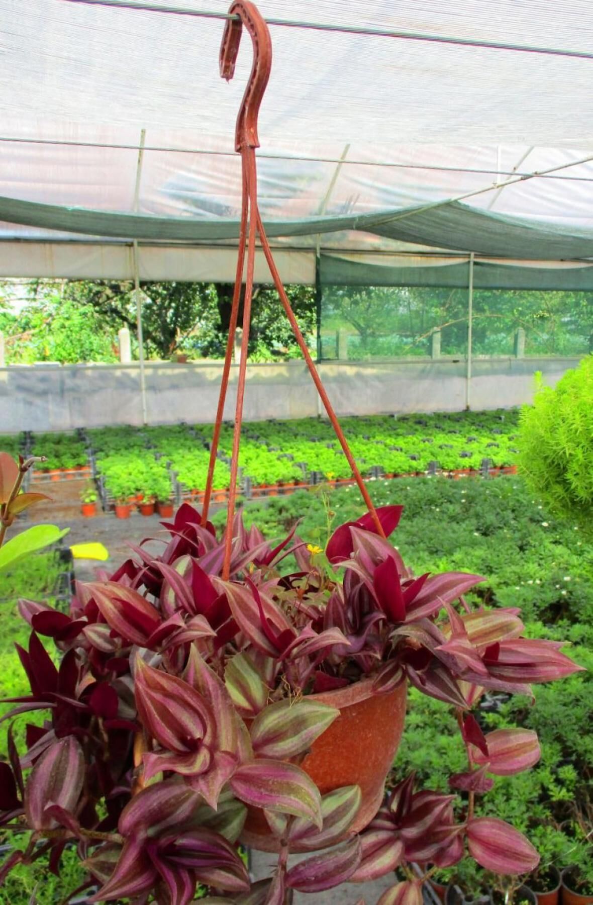 TELGRAF ÇİÇEĞİ 10 ADET - KARA SEVDA ÇİÇEĞİ - Askılı SaksıdaTELGR