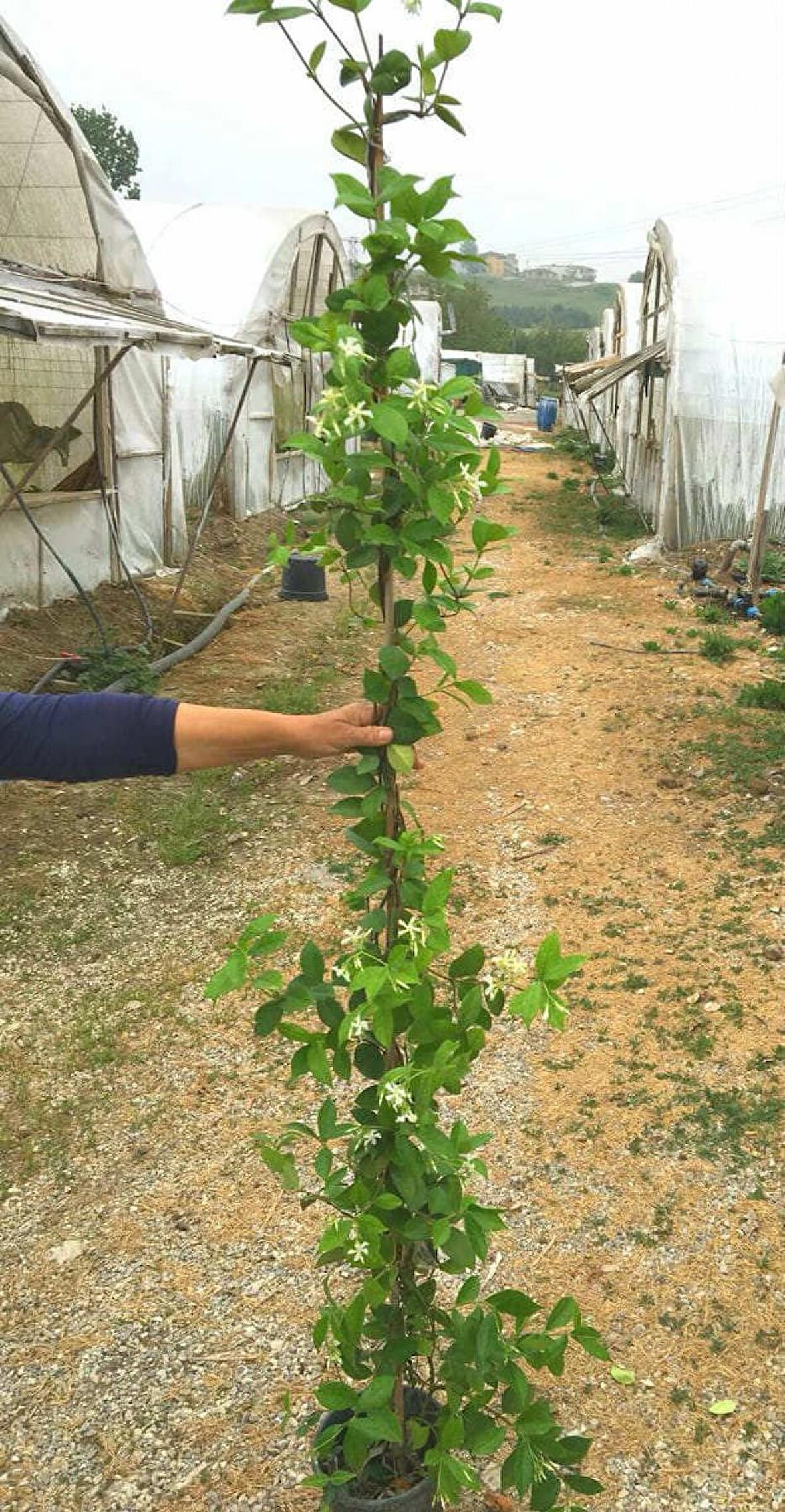 ARAP YASEMİNİ BÜYÜK BOY 2- 2.5 METRE -  5 ADET ÇİÇEKLİ KOKULU SARILICI BİTKİ