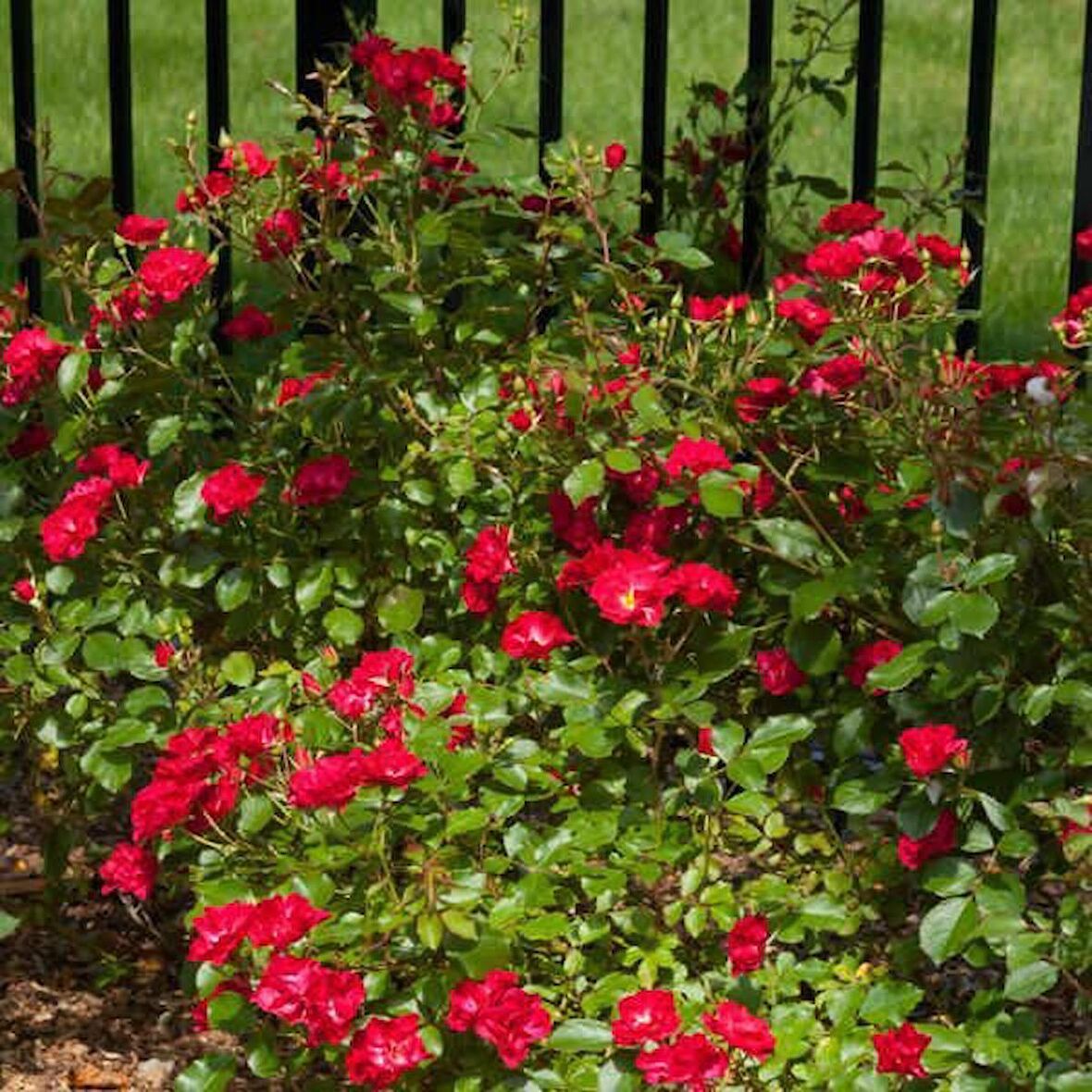 KIRMIZI GÜL FİDANI 20 ADET - YEDİVEREN SAKSILI GÜL