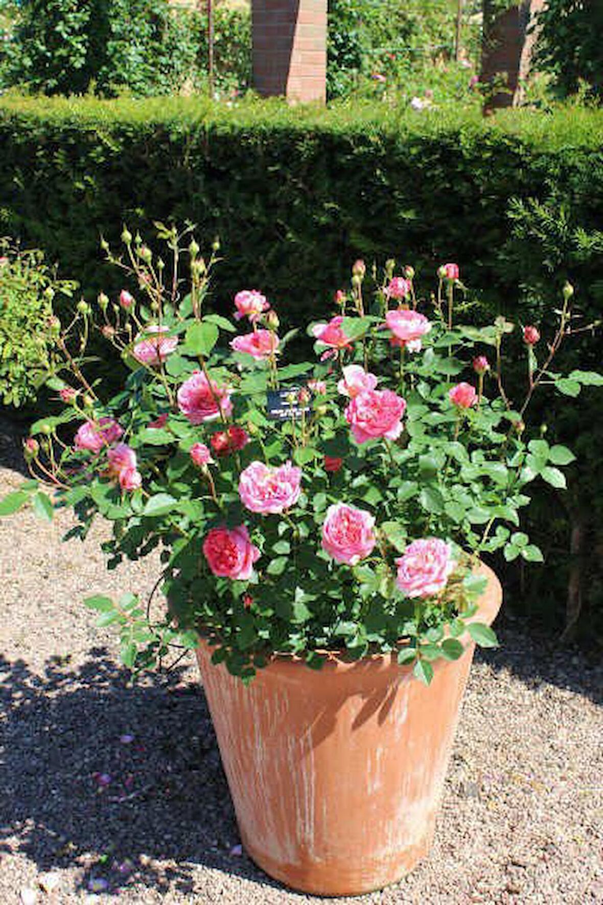 PEMBE GÜL FİDANI 40 ADET - YEDİVEREN SAKSILI GÜLPEMBE GÜL FİDANI