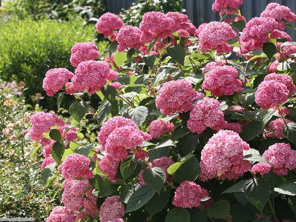 ORTANCA FİDANI 20 ADET - SAKSILI 20-40 cm