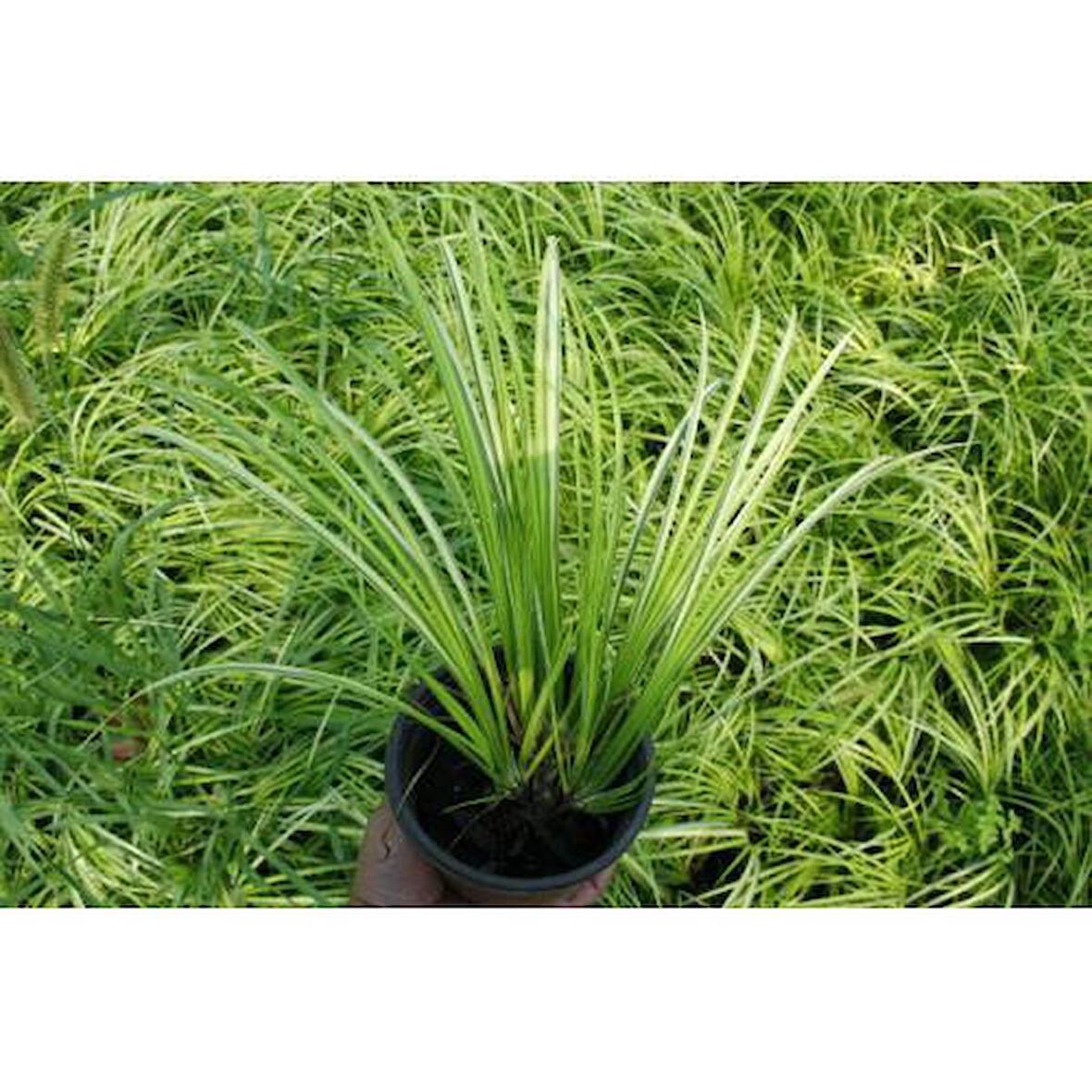 Acorus Gremineus Ogon - Sarı Yeşil Eğir Otu 20 Adet Paket